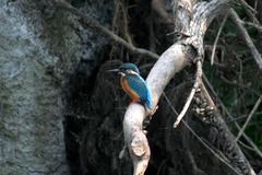 Killikus&reg; Fotographie